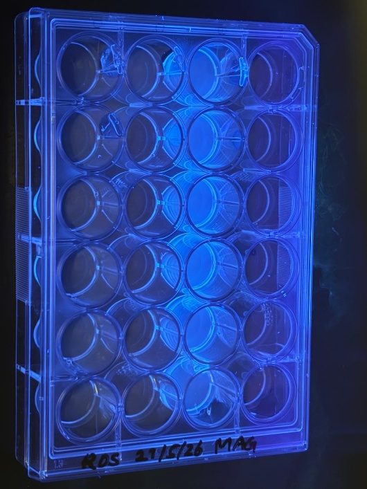 Well plate of carbon dot samples glowing blue under UV light