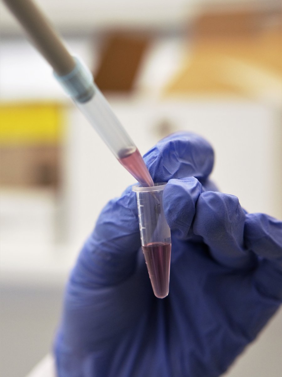 Pipetting a carbon dot dispersion into a microcentrifuge tube